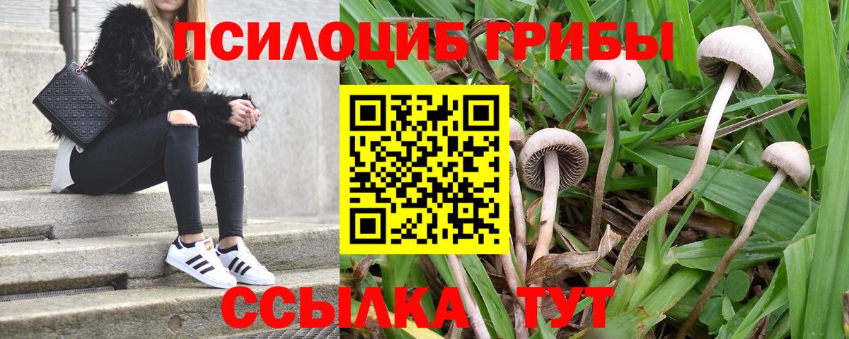 Галлюциногенные грибы Psilocybine cubensis Шарыпово